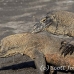dragon_komodo_hsb_rinca_h_1792_kom4147.jpg